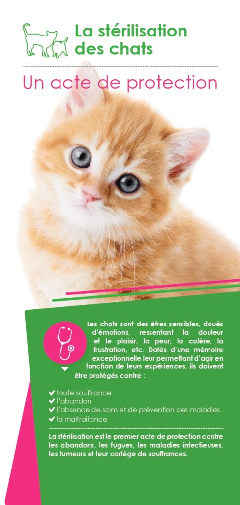 ceci est une campagne de stérilisation et d'indentification des chats
